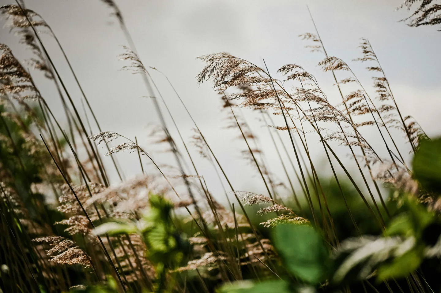 Tall field grass bending beneath a bright, overcast sky